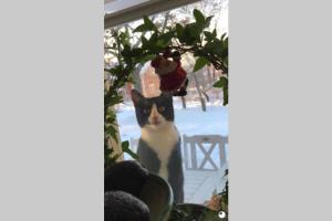 Idyllisk nybyggd stuga på Sollerön.