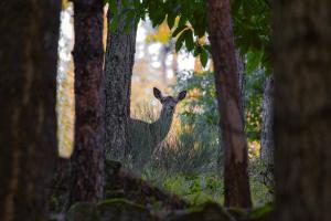 La Casa di Gloria - Residence affitta camere