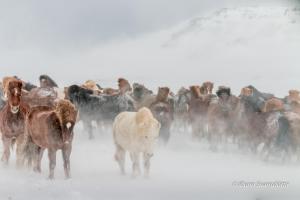 Syðra-Skörðugil Guesthouse