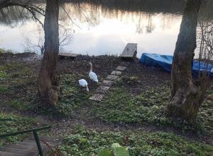 Sazava River Cottage with boating experience