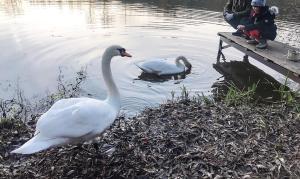 Sazava River Cottage with boating experience