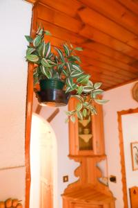 TRE CIME FOCOBON - Bellavista sulle Dolomiti