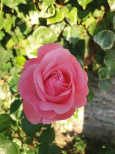 Maisons d'hotes Le parfum des fleurs : photos des chambres