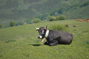 CASUCAS LA GUARIZA (Casa Eva )