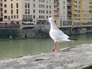 Florence Rooms Novella