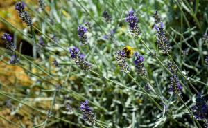 Magdolna Vendégház Magánszálláshely