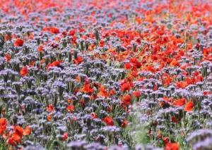 un PO sul Delta - 科迪戈罗