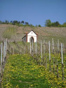 Kappes-Koppelkamm