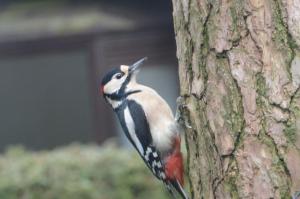 Boshuis Turquoise smaakvol genieten op de Veluwe