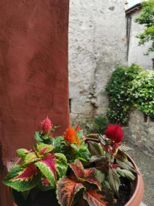 Alla Torre del Barbarossa B&B FORESTERIA