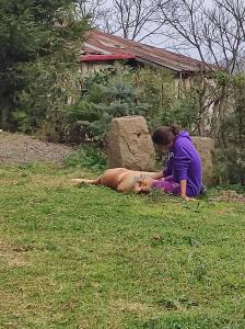 Ekolojik Güney Köy Pembe Köşk