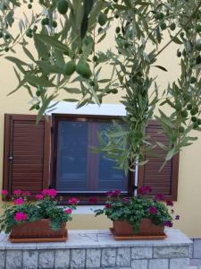 Apartments Magnolia