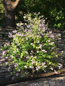 B&B / Chambres d'hotes Le Verger : photos des chambres