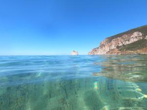 Open Space Rose img48