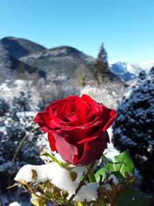 A La Belle Epoque photo 6