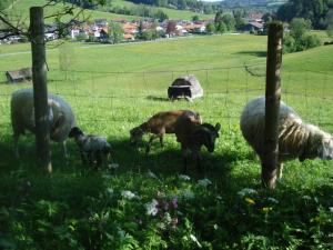 Schneider-Hof inkl. Chiemgaukarte