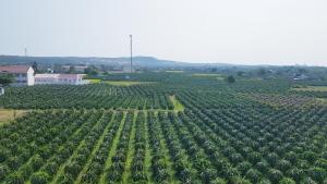 Homestay Thảo Nguyên Xanh