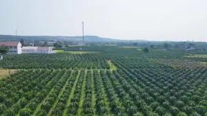 Homestay Thảo Nguyên Xanh - Ấp Gò Dinh