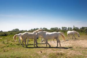 SOWELL HOTELS L'Olivier : photos des chambres