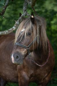 Appartements Aux 3 marteaux : photos des chambres