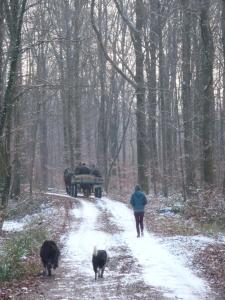 Appartements Aux 3 marteaux : photos des chambres