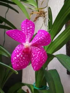 ALLOGGIO S.ANNA - Джильо-Кастелло