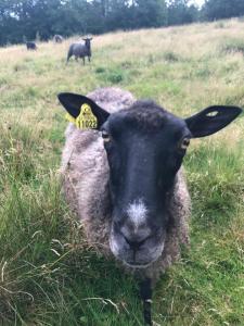 Björsjöås Vildmark - Small camping cabin close to nature