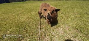 Posada de campo LA AMADA