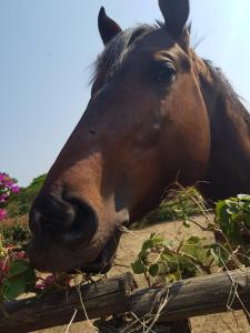 Bougainville Hotel Fazenda