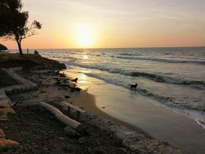 Palmar del viento cabaña frente al mar