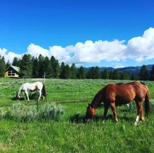 Kantada in the Trees - Rea