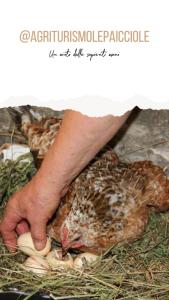 Agriturismo Le Paicciole