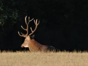 B&B / Chambres d'hotes Chambres entre Romorantin-Chambord-Zoo de Beauval : photos des chambres