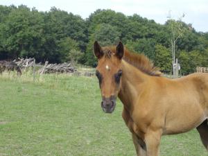 B&B / Chambres d'hotes Bienvenue a L'Andruere : photos des chambres