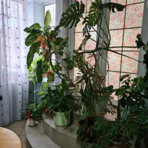 Two-Bedroom Apartment room in Guest House Flamingo