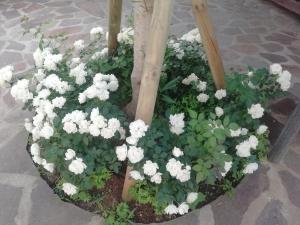 Casa vacanze Villa Rosa img14