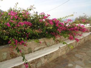 Old Stone Villa Palaiopolis Andros Andros Greece