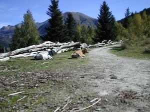 Chalets Las Aires : photos des chambres