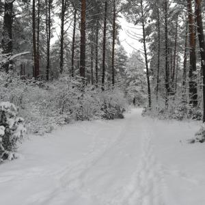 Podlaskie Żuczki