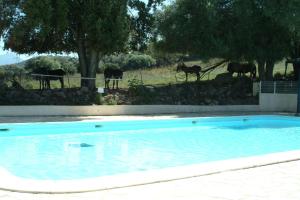 Campings CAMPING U SOMMALU : photos des chambres