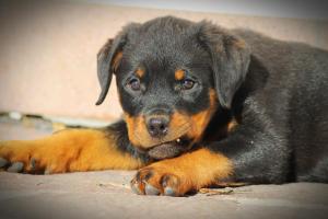 Hotel Landgasthof Lärchenwald