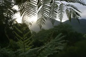 Limpinwood Lodge - Cougal