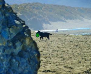 Sea Breeze! Walk to Beach!! In the Village! BBQ! Fast WiFi!! Dog Friendly!