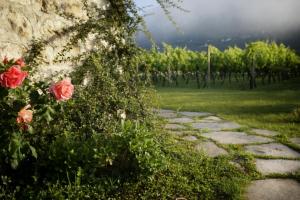 Vineyard Eco Cottage near Dubrovnik