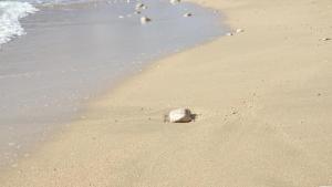 Luxury Seafront Apartment Banje