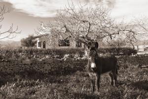 155 Finca Son Rossignol by Mallorca Charme