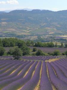 Maisons d'hotes Mas en Baronnies Provencales : photos des chambres