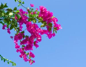 Allea Hotel and Apartments