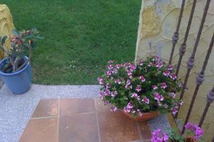 Chia Delizioso nido verde nel blu img23