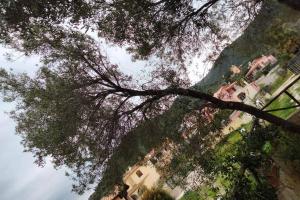 Chia Delizioso nido verde nel blu img28